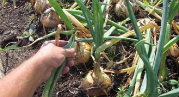 Jak správně pečovat o cibuli v deštivém létě a kdy ji vyhrabat